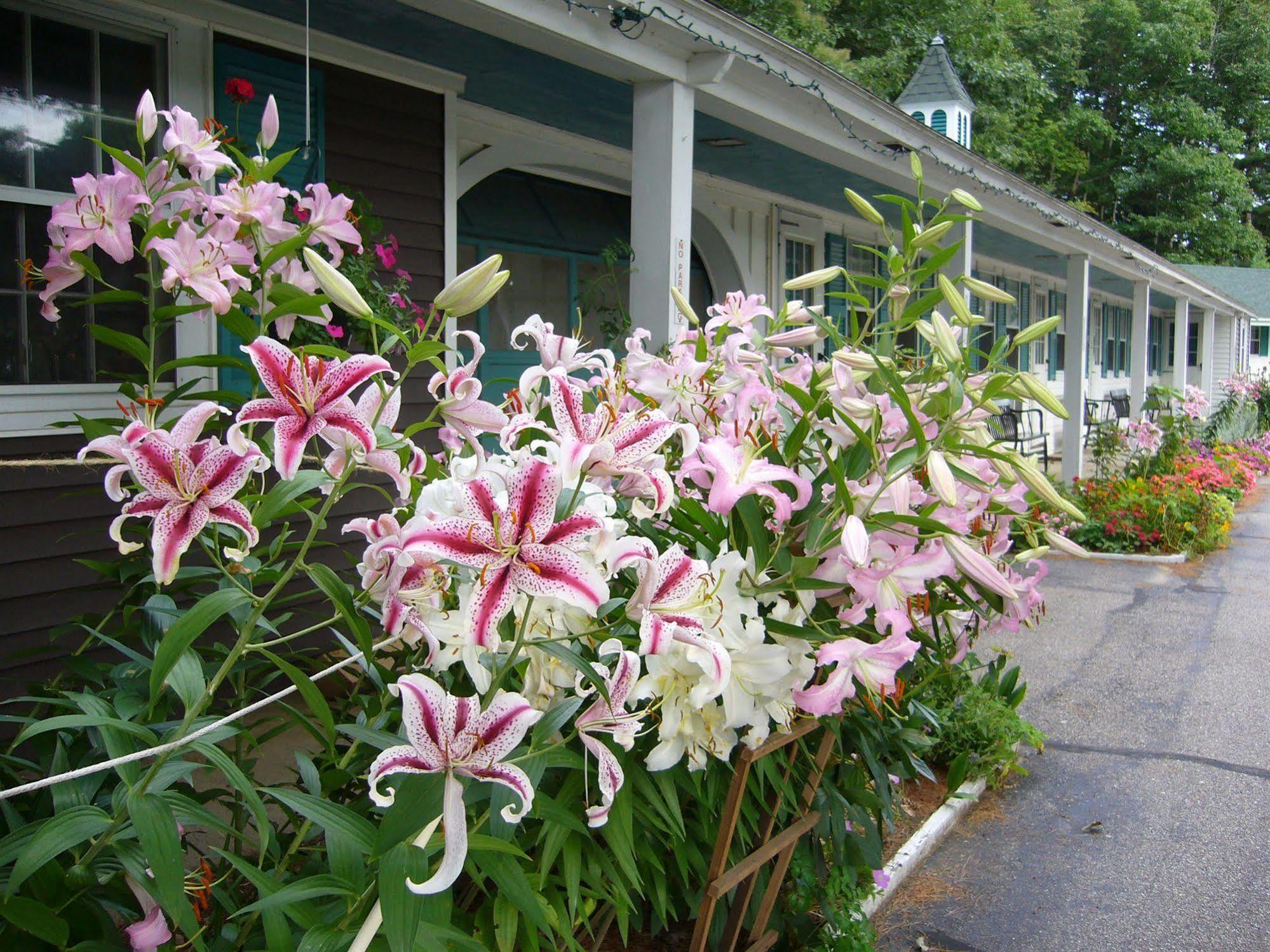 White Trellis Motel North Conway Luaran gambar